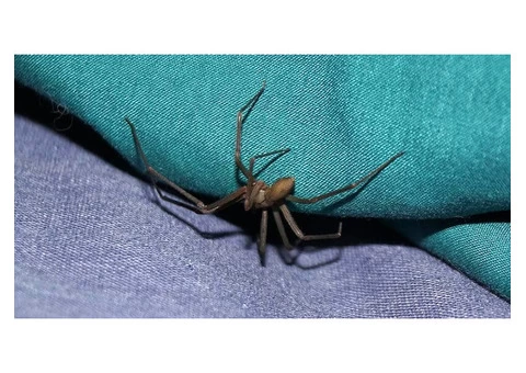 Spider Control Brisbane - 4/4