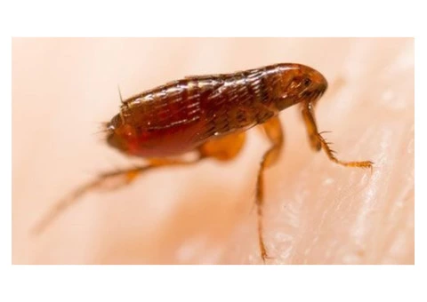 Flea Control Melbourne