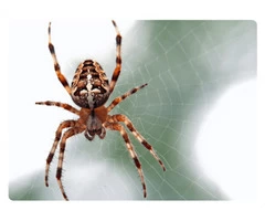 Spider Control Melbourne