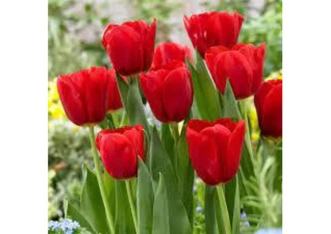 Order Flowers Online