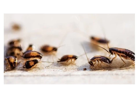 Cockroach Control Sydney