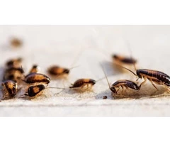 Cockroach Control Sydney