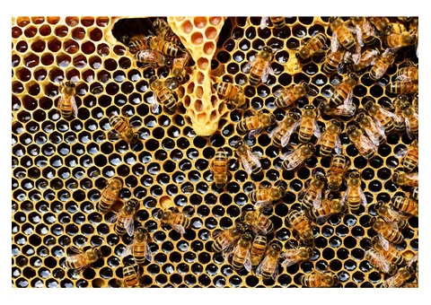 Bees Control Canberra