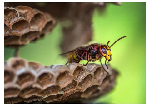 Wasp Control Adelaide