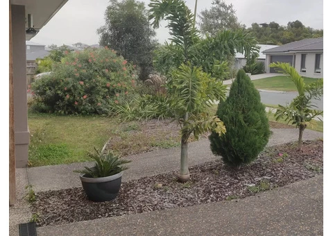 Front yard clearing and turfing - 4/8