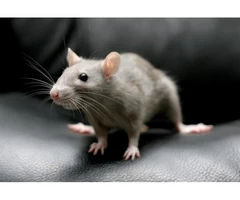 Rodent Control Brisbane