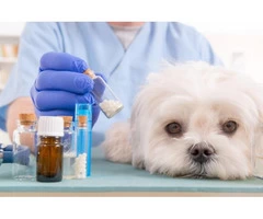 Veterinary Compounding Pharmacy Australia | Compounding Pharmacy For Pets Near Me