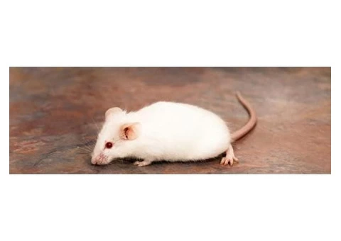 Real Rodent Control Adelaide - 2/6