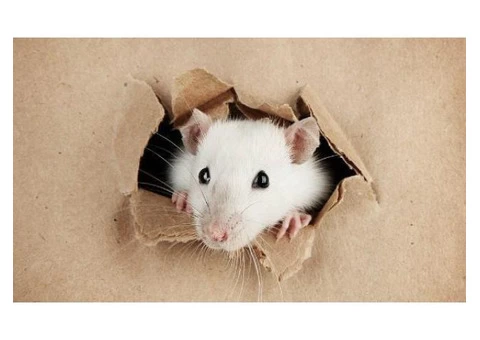 Real Rodent Control Adelaide - 3/6