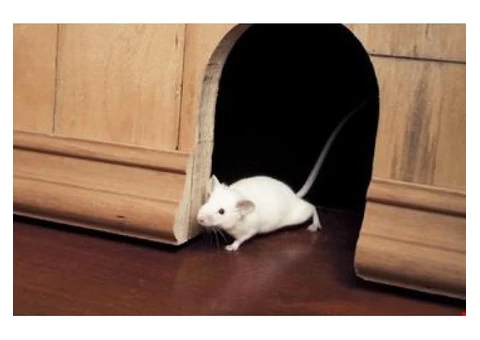 Real Rodent Control Adelaide - 4/6