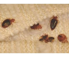 Does the Bed Bugs Treatment in Melbourne help in getting rid of them?