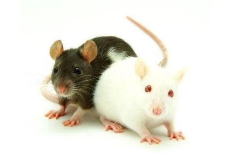 Rodent Control Melbourne