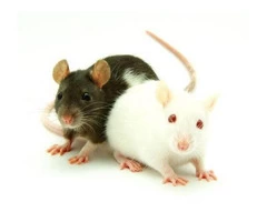 Rodent Control Melbourne