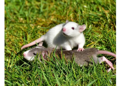 Rodent Control Perth - 3/8