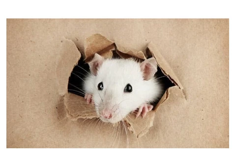 Rodent Control Perth - 4/8