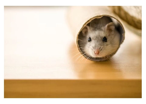 Rodent Control Perth - 6/8