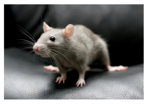 Rodent Control Perth - 7/8
