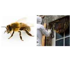 Bees Control Melbourne