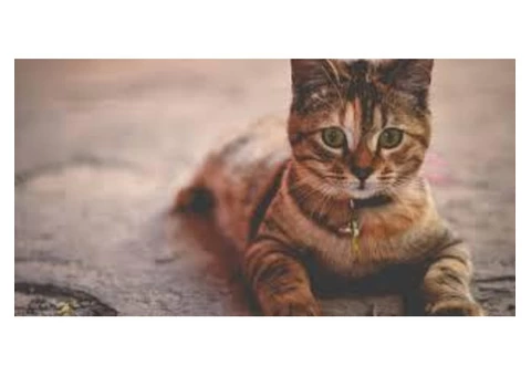 Buy Cat Litter Online