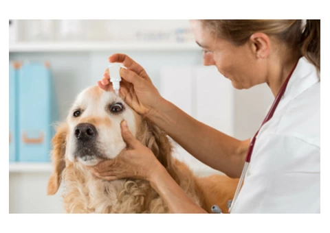 Compounding Tacrolimus Eye Drops