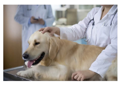 Veterinary Compounding Pharmacy Australia