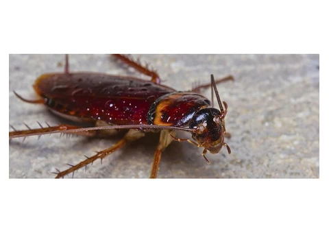 Pest Control for Cockroaches in Melbourne