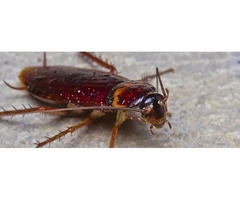 Pest Control for Cockroaches in Melbourne