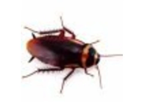 Are You Searching For The Best Cockroach Control Option?