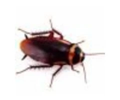 Are You Searching For The Best Cockroach Control Option?