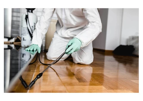 Local Pest Control in Brisbane