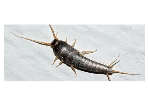 Hire Silverfish Extermination Specialists at Affordable Prices