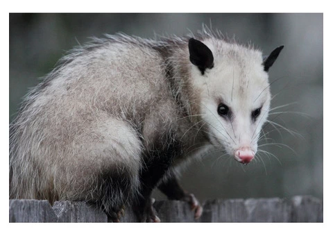 Possum Removal Canberra