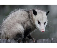Possum Removal Canberra