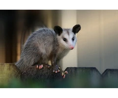 Possum Removal Hobart