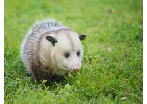 Possum Removal Perth