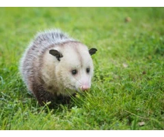 Possum Removal Perth