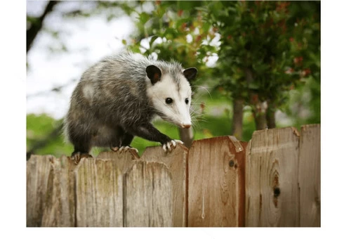Possum Removal Brisbane