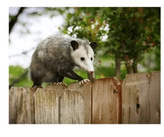 Possum Removal Brisbane