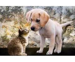 Buy Premium Dog and Puppy Accessories