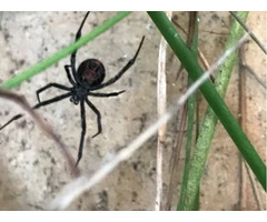 Are The Spiders Annoying You And Do You Need The Professionals To Eliminate Them?