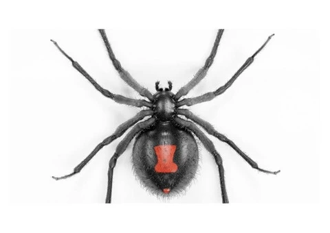 Are The Spiders Annoying You And Do You Need The Professionals To Eliminate Them? - 2/2