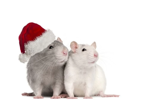 Rodent Control Melbourne