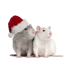Rodent Control Melbourne