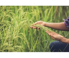 Would You Like to Get Seed Cleaning Services?