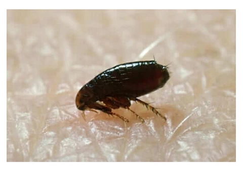 Pest Control Perth - 4/5