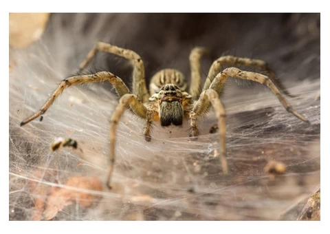 Pest Control Perth - 5/5