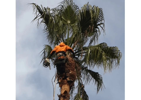 Tree Removal Services in Adelaide