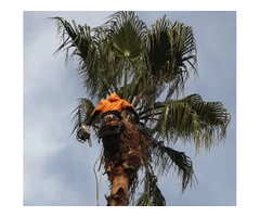 Tree Removal Services in Adelaide