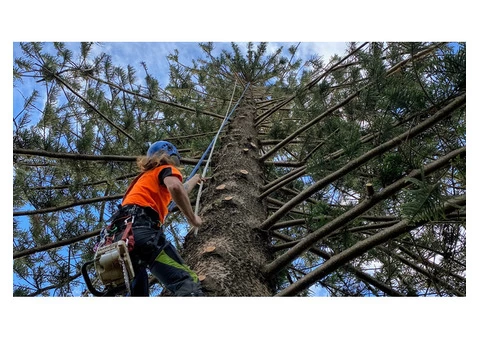 Cutting Edge Tree Maintenance - 4/6