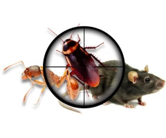 Local Pest Control Canberra